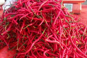 Disperindag Lebak: Harga Cabai Mengalami Penurunan 
