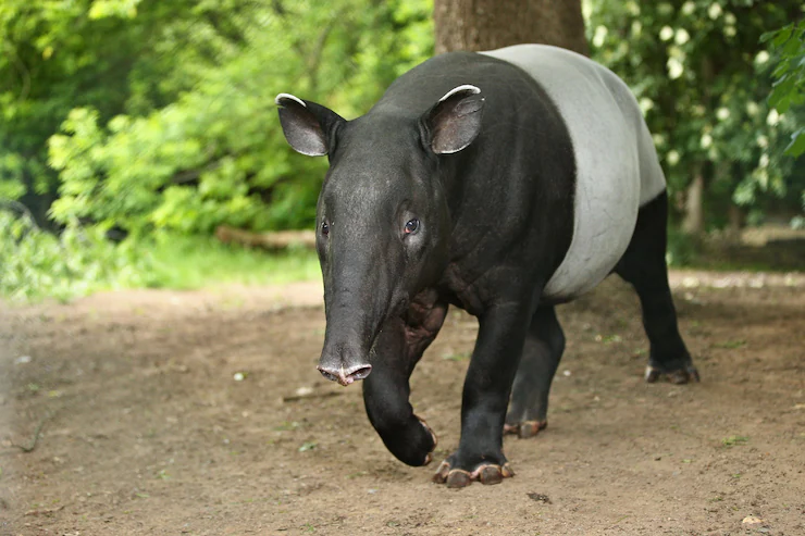 Tapir: Hewan Kuno yang Sukses Mengarungi Zaman