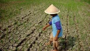 BMKG Umumkan Wilayah-Wilayah yang Paling Terdampak El Nino Sepanjang 2026