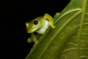 BRIN: Spesies Baru Katak Se...