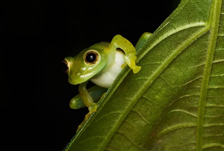 BRIN: Spesies Baru Katak Semak Ditemukan di Lereng Gunung...