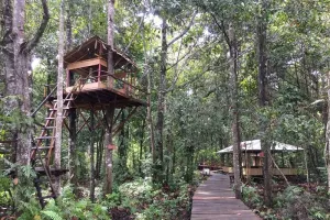 Bukan Sekadar Jaga Hutan, Perhutanan Sosial Gerakkan Ekonomi Puluhan Ribu Warga Jambi