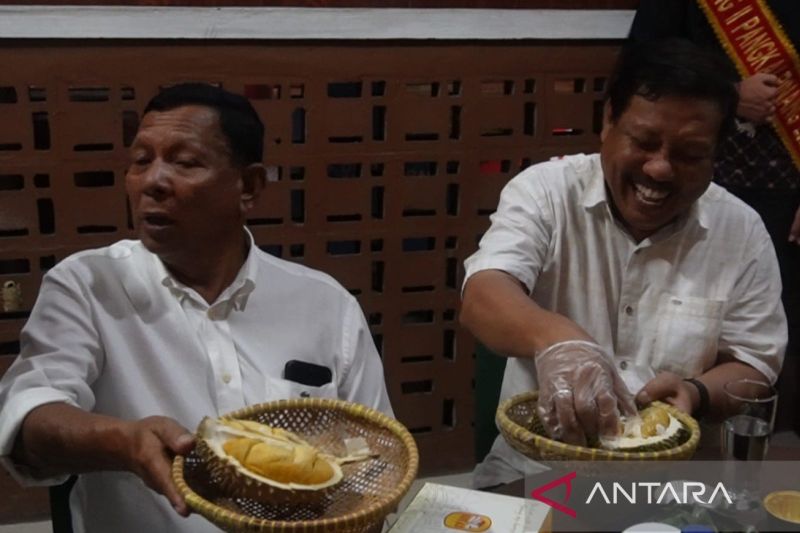 Durian Cumasi Pangkalpinang Diproyeksikan Jadi Komoditas ...