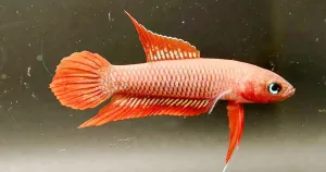 Ikan Tempalak Terancam Punah! The Tanggokers dan PT Timah Berkolaborasi Lestarikan Satwa Perairan Endemik Bangka