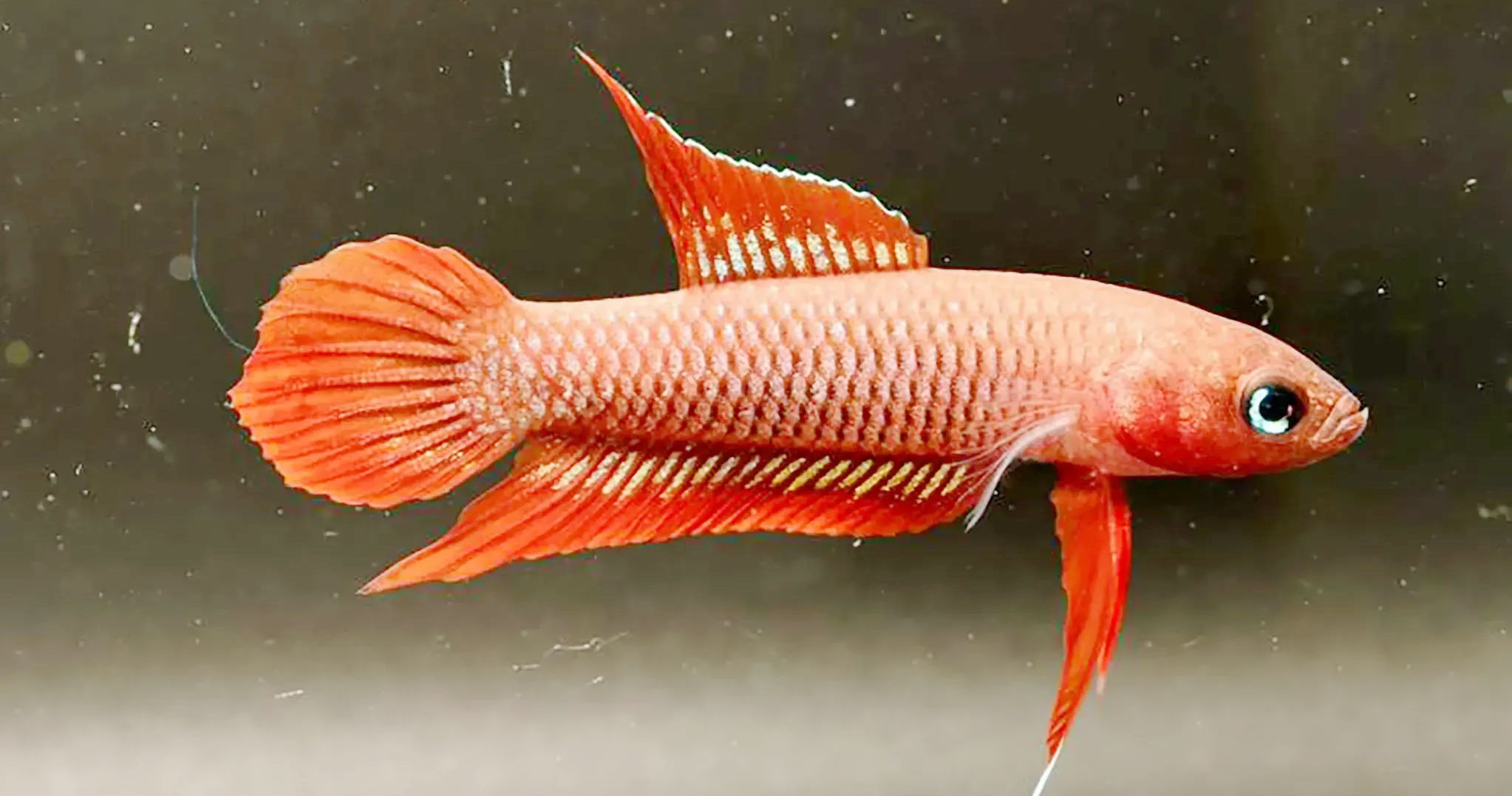 Ikan Tempalak Terancam Punah! The Tanggokers dan PT Timah...
