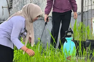 Inovatif, Kelurahan Pasar Minggu Ciptakan Budi Daya Padi dalam Galon
