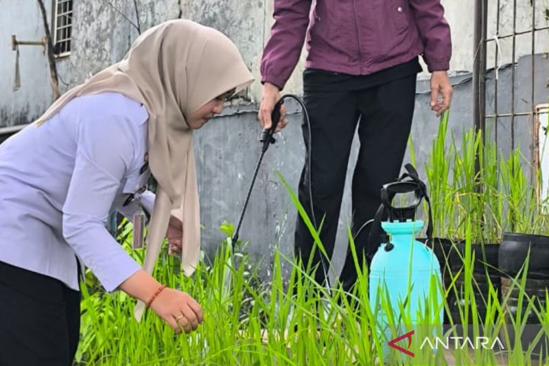 Inovatif, Kelurahan Pasar Minggu Ciptakan Budi Daya Padi ...