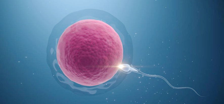 Melawan Dogma Biologi, Perempuan Ternyata Bisa Menghasilk...
