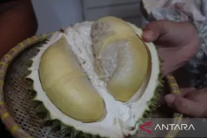 Pangkalpinang Punya Spot Ba...