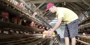 Peternak Menjerit Harga Telur Anjlok, Pemkab Ponorogo Instruksikan ASN Lakukan Ini!