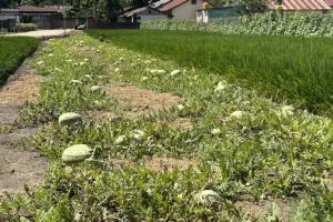 Jangan Jual Mentah! Hilirisasi Jadi Kunci Petani Boalemo Raup Untung Lebih Besar