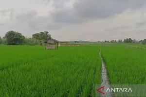Lahan Panen Bertambah, Kalt...