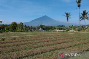 Pemkab Garut Kerahkan Seluruh Jajaran Selamatkan Tanaman Pangan dari Kekeringan.