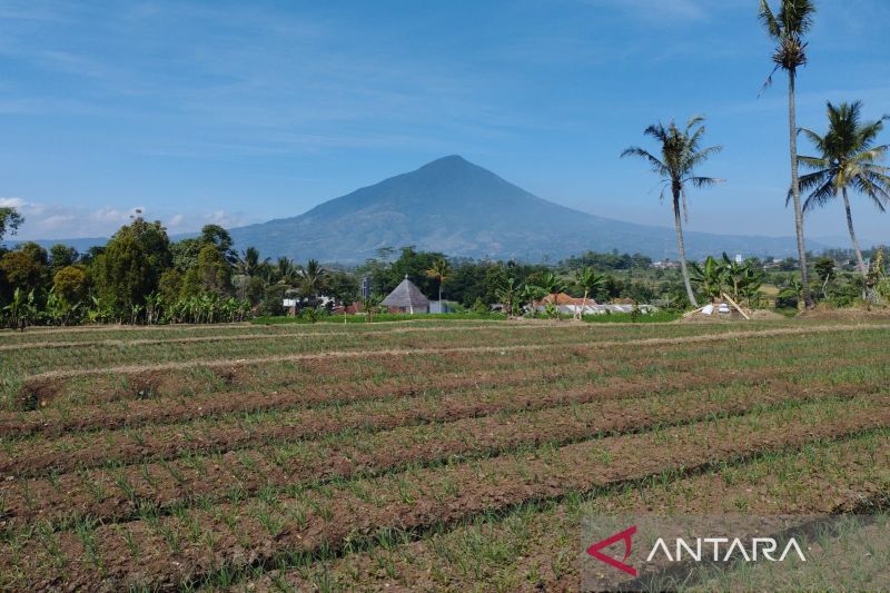 Pemkab Garut Kerahkan Seluruh Jajaran Selamatkan Tanaman ...