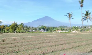 Sawah Sekarat Dikepung Kemarau, Pemkab Garut Lakukan Gerak Cepat Ini Demi Selamatkan Pangan