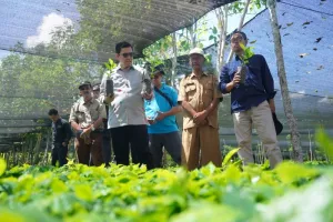 Empat Juta Bibit Arabica Ga...