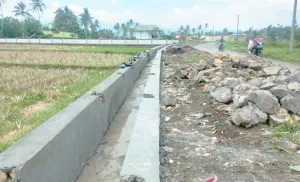 Kementan Salurkan Bantuan Benih Padi untuk 32.000 Hektare Lahan di Rejang Lebong