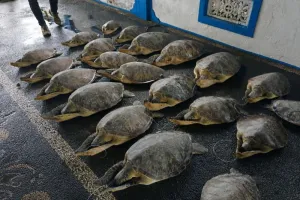 Kementerian Kelautan Melepasliarkan 21 Penyu Hijau Sitaan Kasus Penyelundupan di Bali