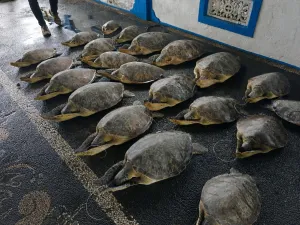 KKP Gagalkan Penyelundupan! 21 Penyu Hijau Dilepasliarkan di Pantai Bali