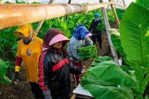 Model Kemitraan PTPN I di Jember Jadi Contoh Agribisnis Inklusif Berkelanjutan