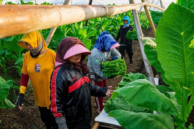 Model Kemitraan PTPN I di Jember Jadi Contoh Agribisnis I...