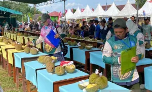 Pemprov Babel Gelar Kontes Durian, Lima Varietas Unggul Lokal Siap Didaftarkan ke Nasional