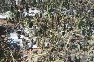 Embun Upas Melanda Dieng, Hingga 30 Hektare Kebun Kentang Mengalami Kerusakan.