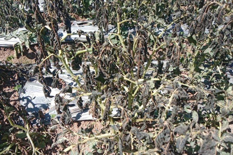 Embun Upas Melanda Dieng, Hingga 30 Hektare Kebun Kentang...
