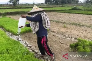 Hadapi El Nino, Kabupaten Kutai Timur Petakan Sumber Air Pertanian 