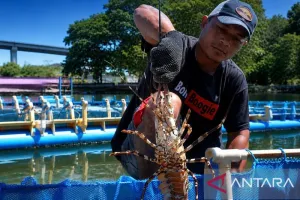 KKP Ambon Genjot Kompetensi...