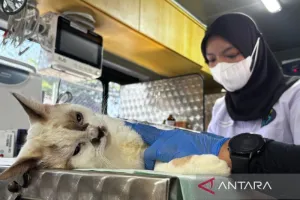 DKI Jadi Kota Ramah Hewan, ...