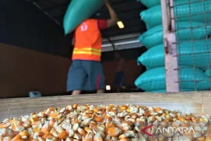 Perum Bulog Lebak Pandeglang Serap 150 Ton Jagung Pipilan dari Petani