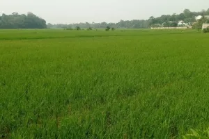 Jangan Tunggu Sawah Mengering! Distan Lebak Ajak Petani Aktifkan Pompa Air