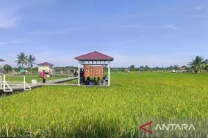 Tanam Lebih Rapat, Hasil Panen Lebih Tinggi? Kaltim Buktikan Strateginya
