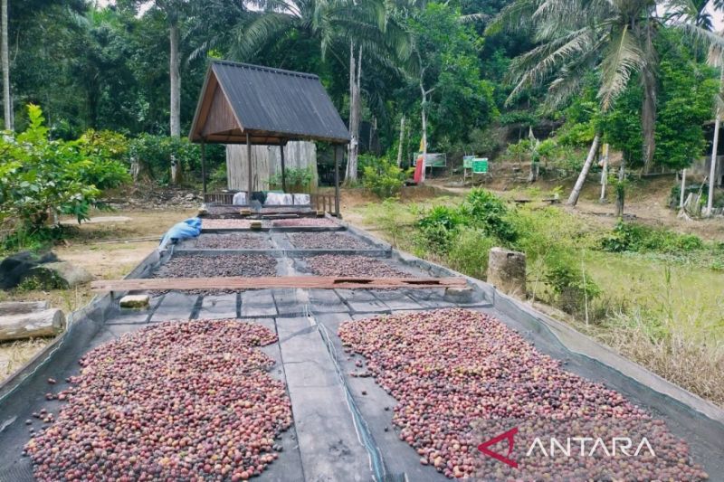 Hilirisasi Hasil Hutan Bukan Kayu Kaltim Dinilai Mampu Angkat Ekonomi Masyarakat Desa.