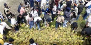Ayo ke Bengkulu Musim Durian Tiba! Ini 8 Tips Memilihnya agar Tak Rugi