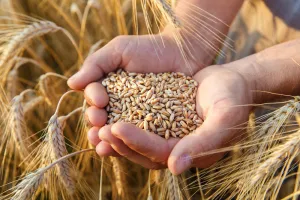 Jangan Merasa Aman, Perkuat Cadangan Pangan Hadapi El Nino