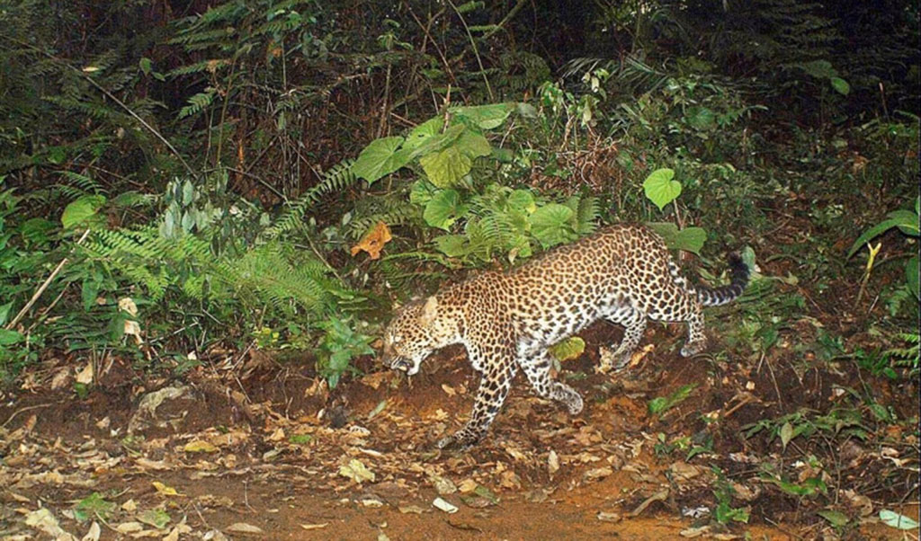 Polisi Pastikan Tidak Ada Macan Turun Gunung Serang Warga...