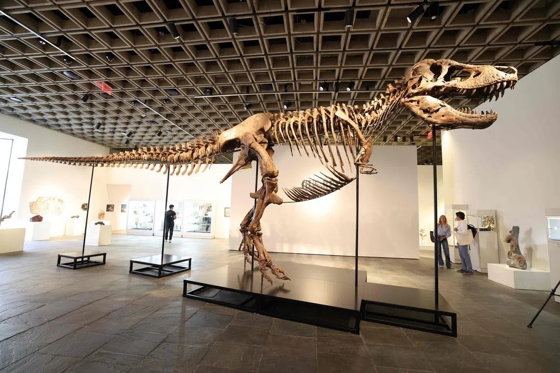 Fosil T-Rex "Gus" Terjual Rp815 Miliar, Pecahkan Rekor Le...