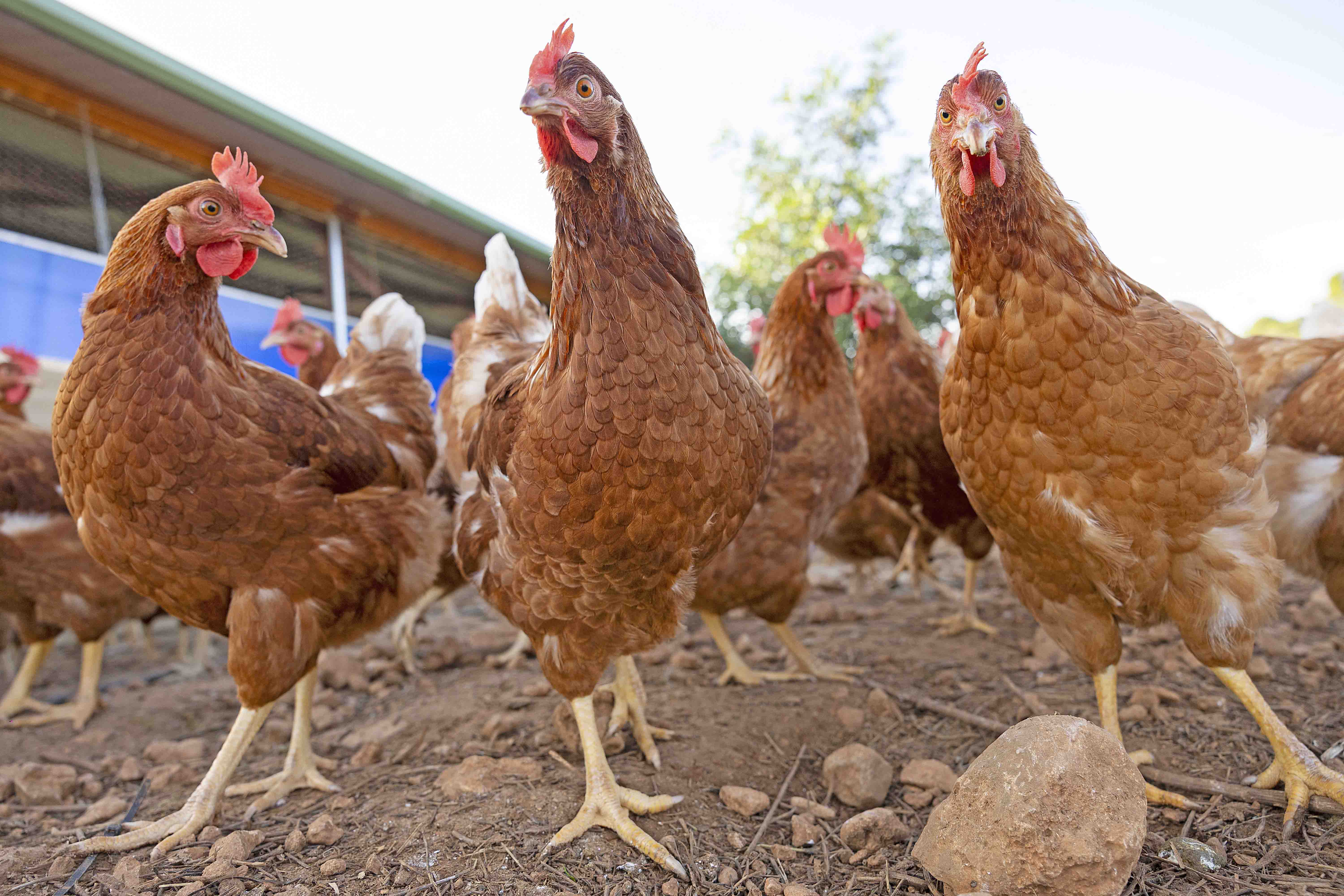 New Zealand Temukan Kasus Pertama Flu Burung H5N1