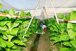 Puluhan Ribu Lapangan Kerja Tercipta dari Industri Tembakau di Jember