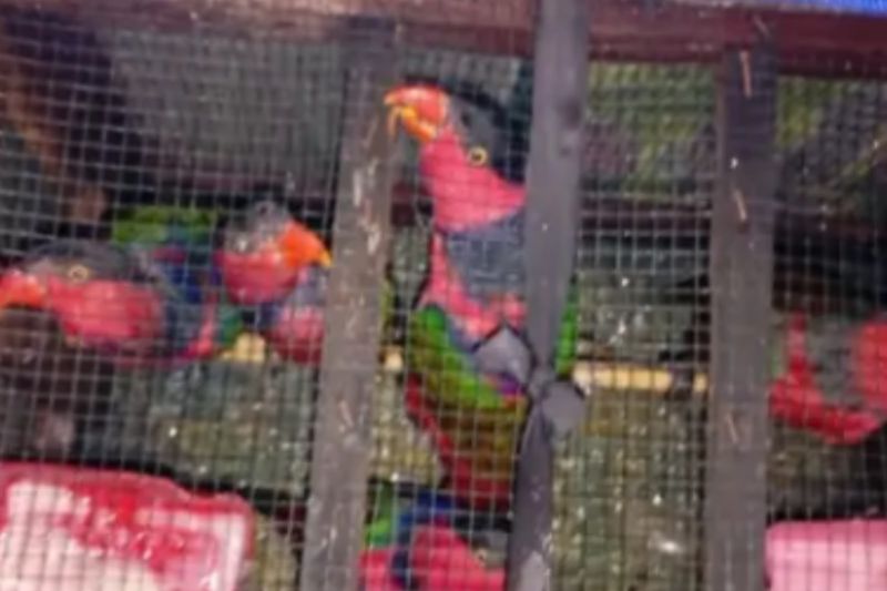 BKSDA Maluku Amankan 6 Nuri Kepala Hitam dari KM Leuser di Pelabuhan Ambon.