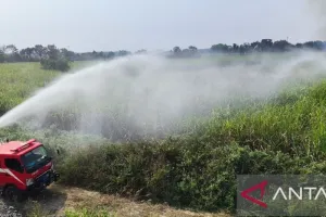 BNPB: Kebakaran di Kebun Te...