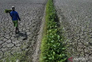 Empat Provinsi Alami Hari tanpa Hujan Tingkat Ekstrem