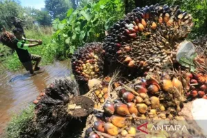 IPB Kembangkan Teknologi AI untuk Deteksi Nutrisi Kelapa Sawit