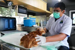Kabar Gembira! Warga Luar Jakarta Bisa Manfaatkan Mobil Klinik Hewan Keliling