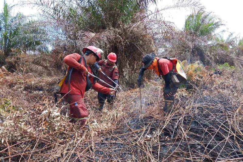 Karhutla di Aceh Selatan Padam Total, Balai Dalkarhut Pastikan Api di Seuneubok Pusaka Berhasil Dipadamkan.