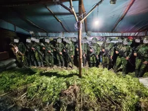 Langkah Tegas Demi Masa Depan Papua: 5.000 Batang Ganja Berhasil Diungkap Koops TNI Habema.