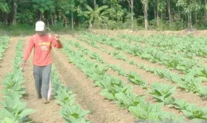 Pemkab Sumenep Alokasikan DBHCHT 2026 untuk BLT Buruh Tani dan Pabrik Rokok