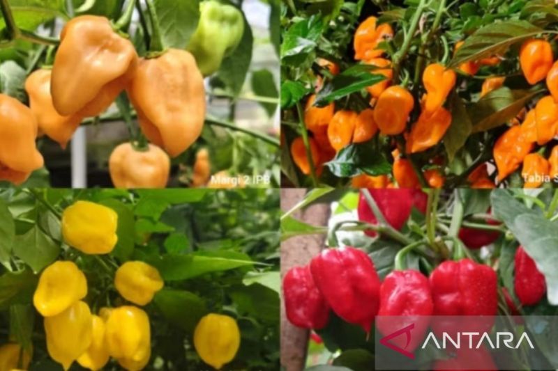 Peneliti IPB Gabungkan Varietas Cabai Habanero Lokal hing...